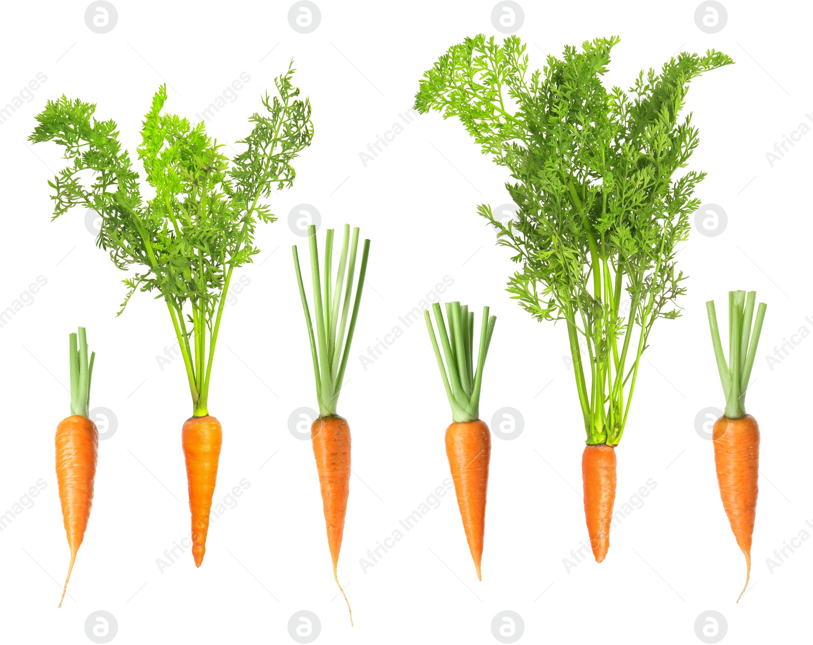 Image of Many fresh ripe carrots isolated on white, set