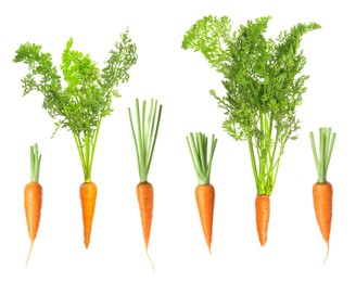 Many fresh ripe carrots isolated on white, set