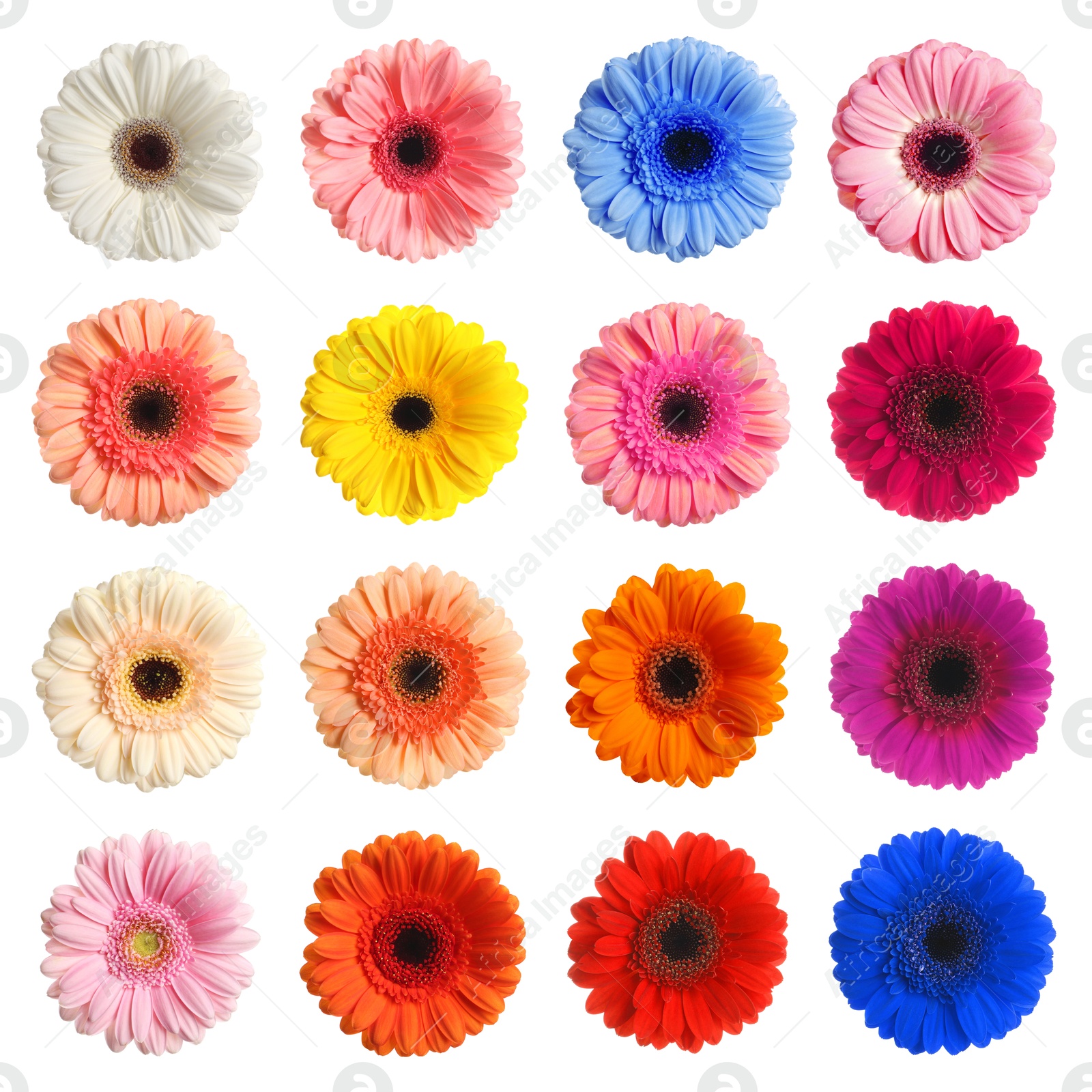 Image of Many beautiful gerbera flowers isolated on white, set