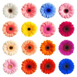 Many beautiful gerbera flowers isolated on white, set