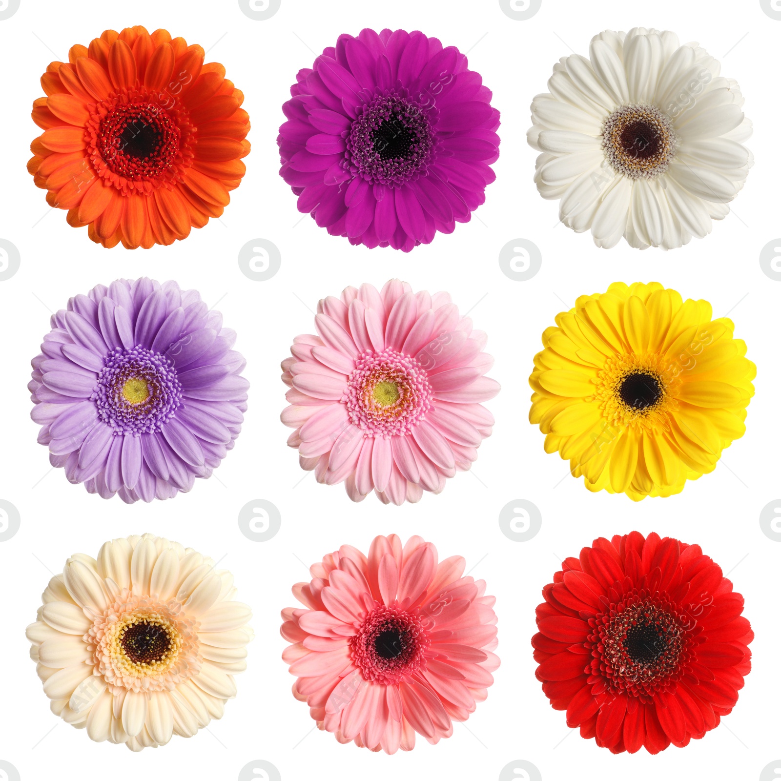 Image of Many beautiful gerbera flowers isolated on white, set