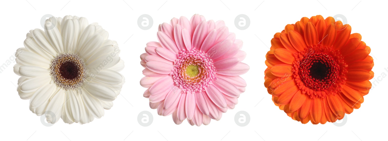 Image of Three beautiful gerbera flowers isolated on white, set