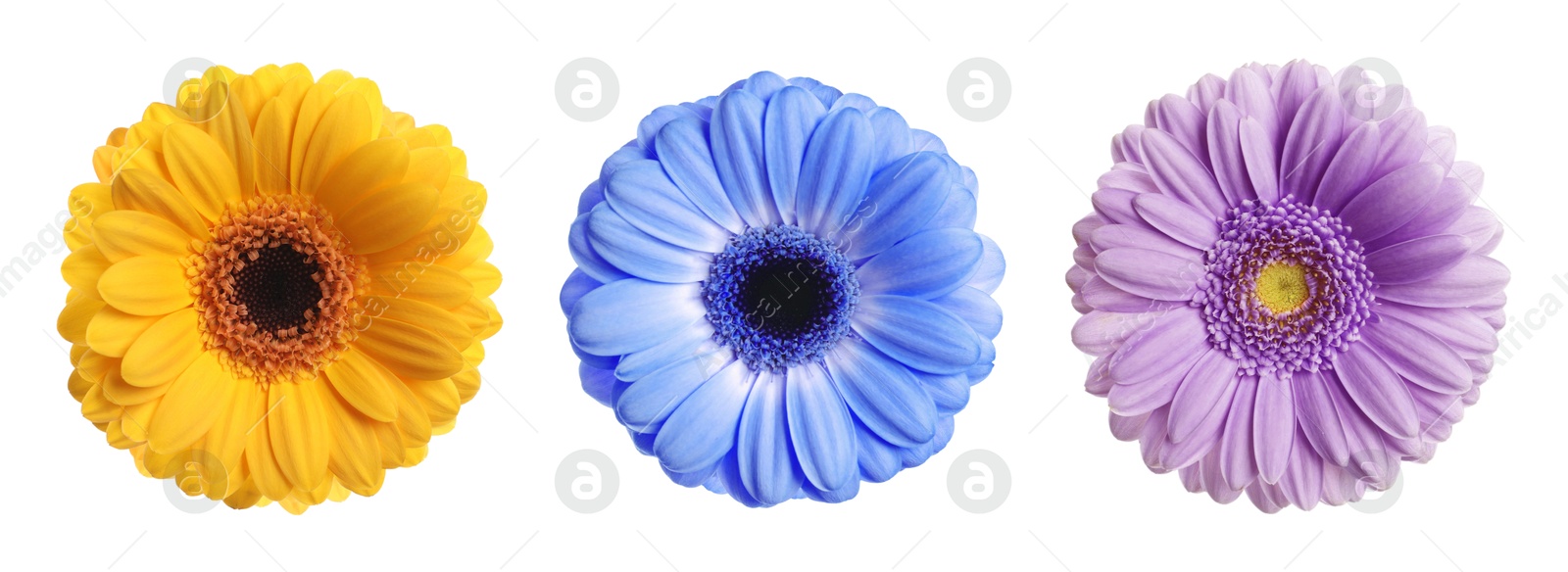 Image of Three beautiful gerbera flowers isolated on white, set