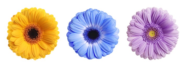 Image of Three beautiful gerbera flowers isolated on white, set