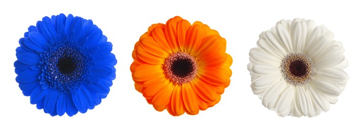 Three beautiful gerbera flowers isolated on white, set