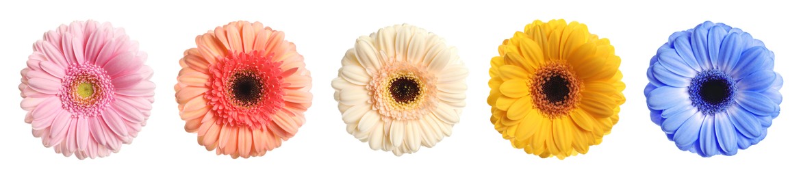 Many beautiful gerbera flowers isolated on white, set