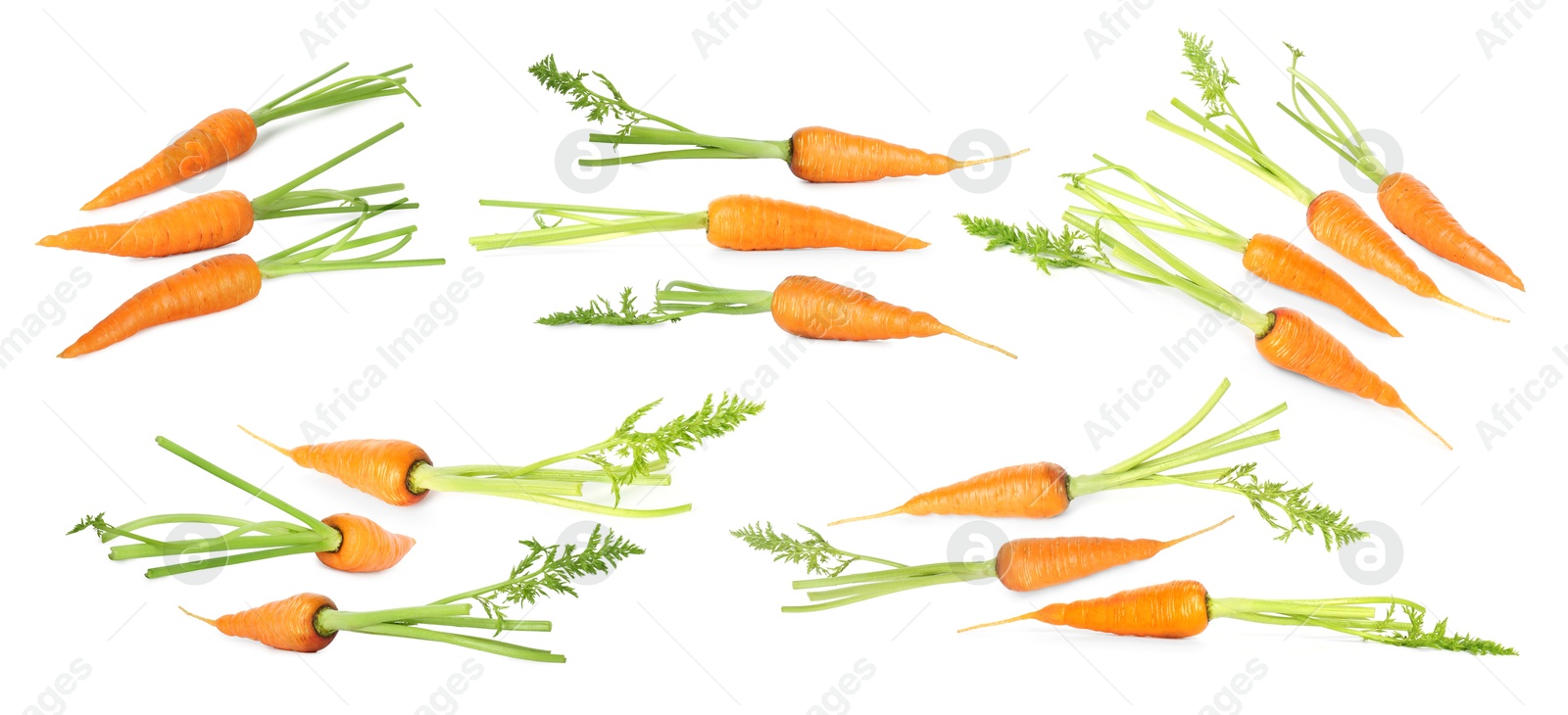 Image of Many fresh ripe carrots isolated on white, set