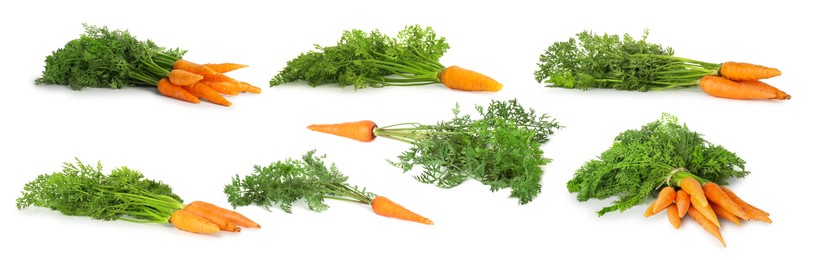 Image of Set of fresh ripe carrots isolated on white