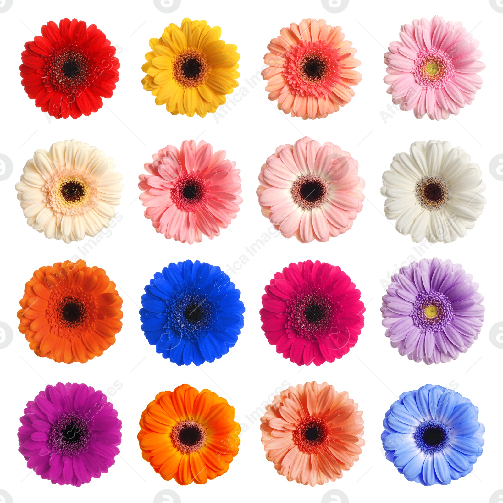 Image of Many beautiful gerbera flowers isolated on white, set