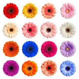 Image of Many beautiful gerbera flowers isolated on white, set