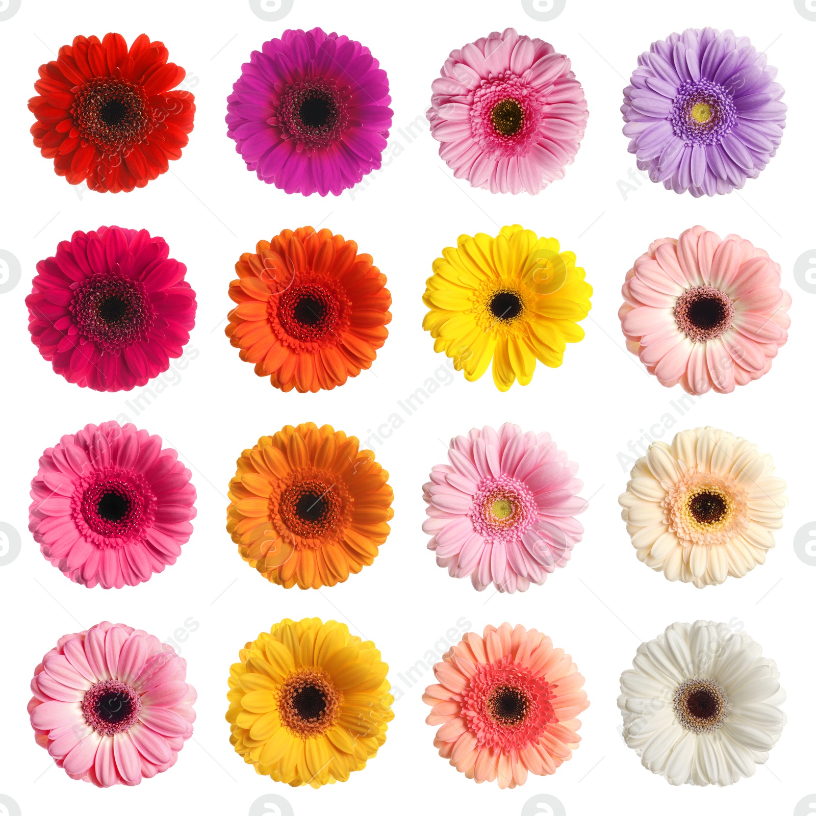 Image of Many beautiful gerbera flowers isolated on white, set