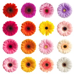 Image of Many beautiful gerbera flowers isolated on white, set