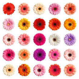 Image of Many beautiful gerbera flowers isolated on white, set