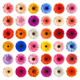 Many beautiful gerbera flowers isolated on white, set