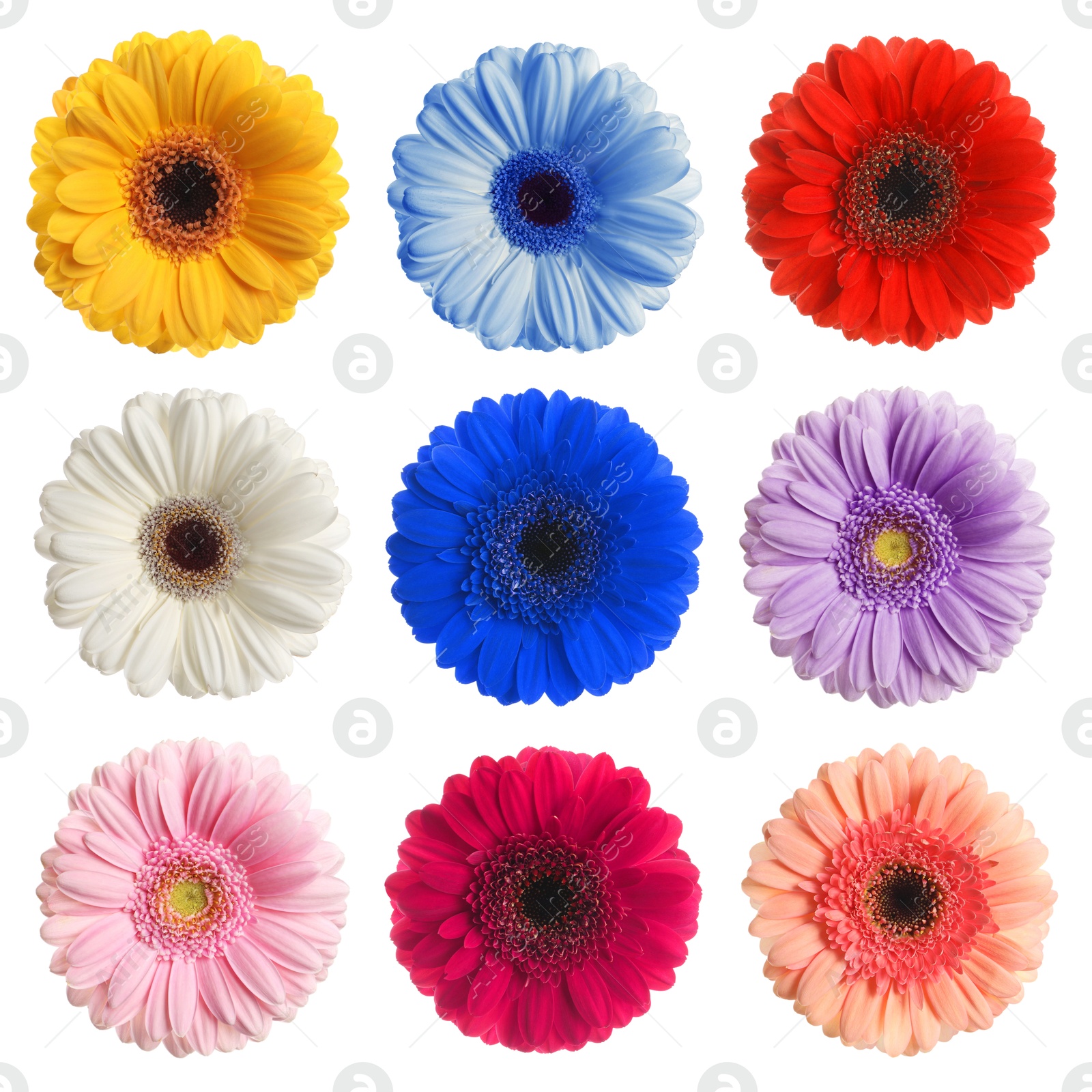 Image of Many beautiful gerbera flowers isolated on white, set