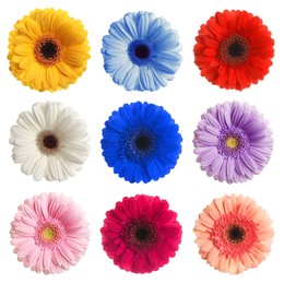 Many beautiful gerbera flowers isolated on white, set