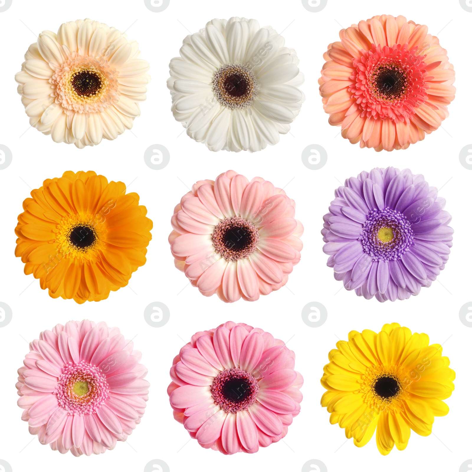 Image of Many beautiful gerbera flowers isolated on white, set