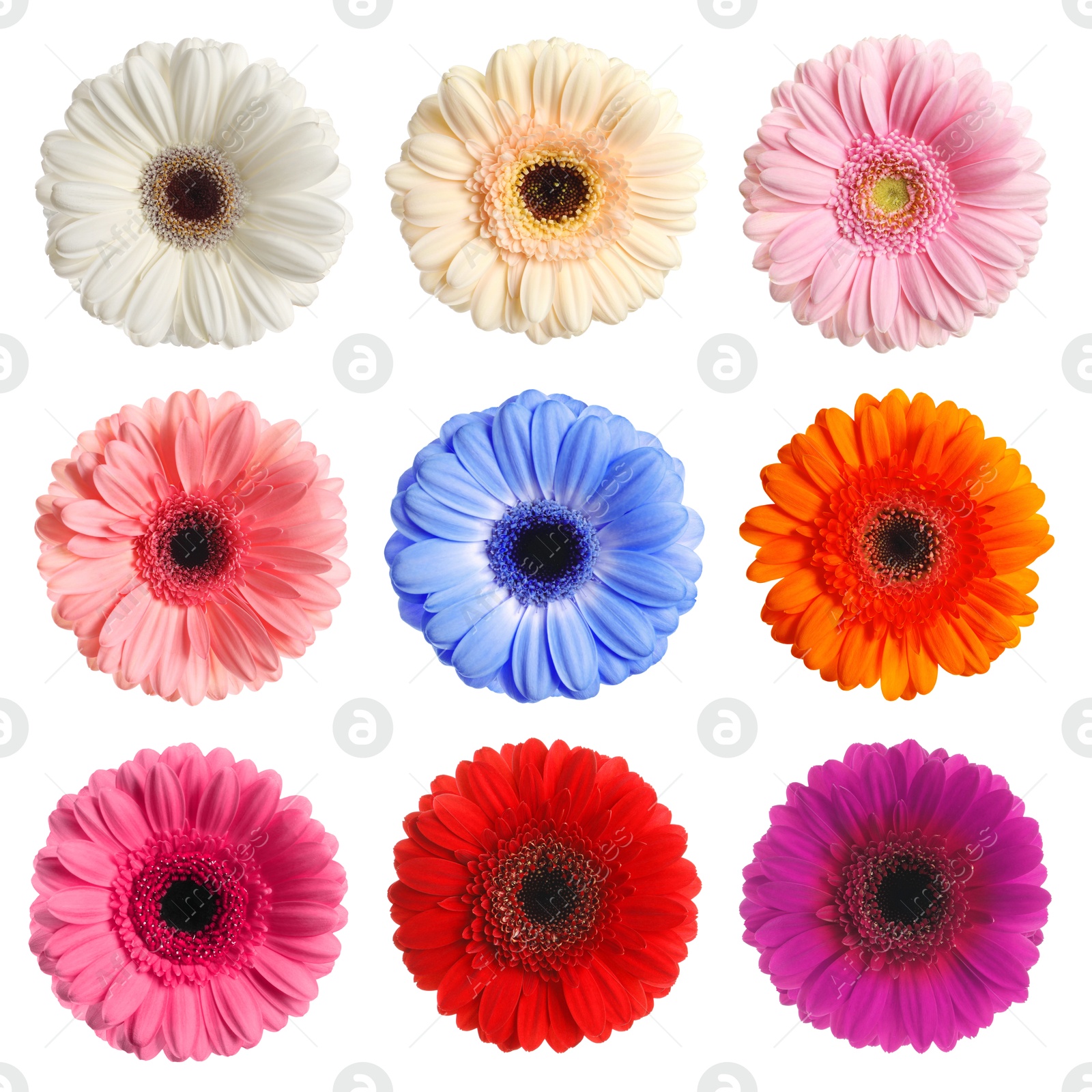 Image of Many beautiful gerbera flowers isolated on white, set