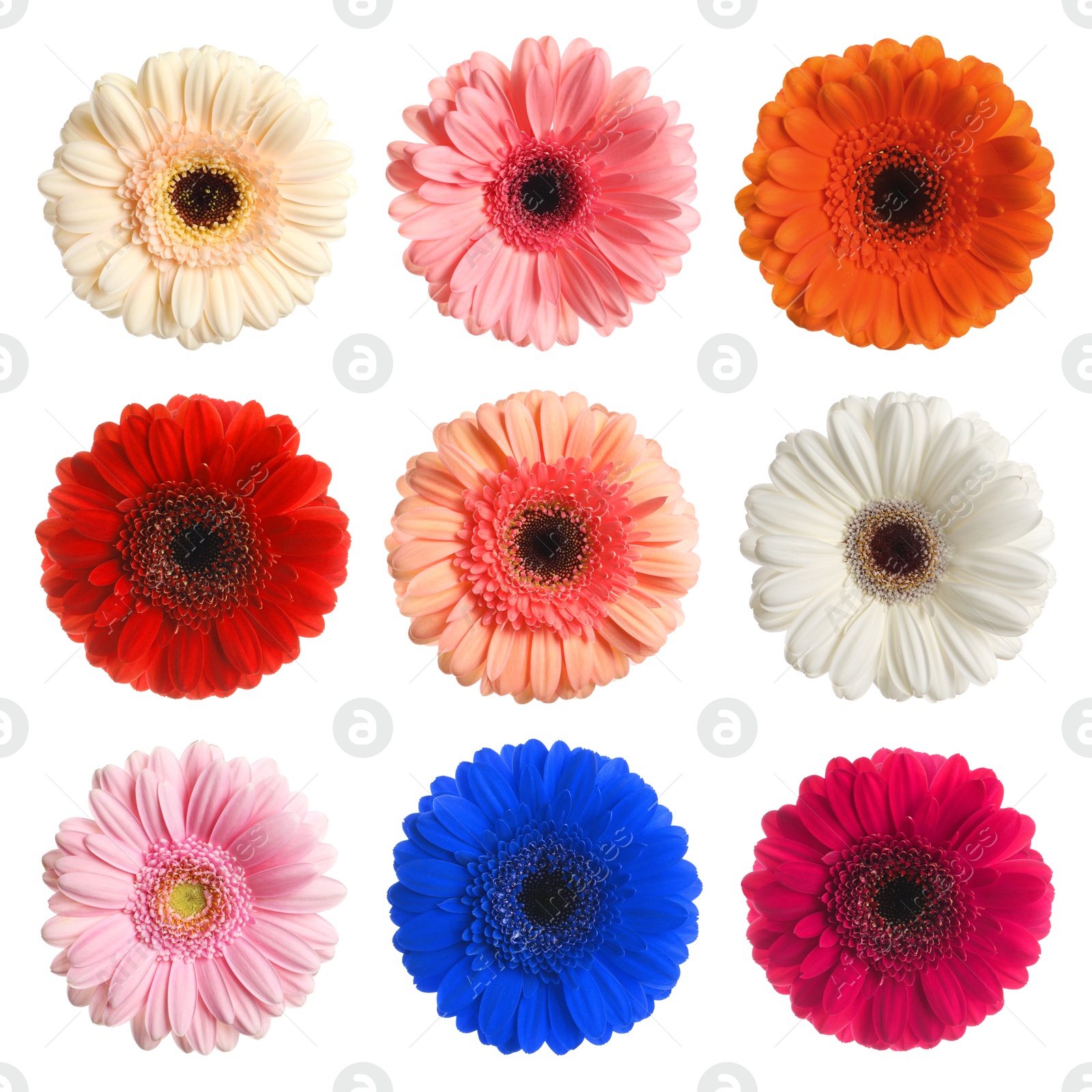 Image of Many beautiful gerbera flowers isolated on white, set