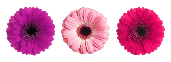 Image of Three beautiful gerbera flowers isolated on white, set