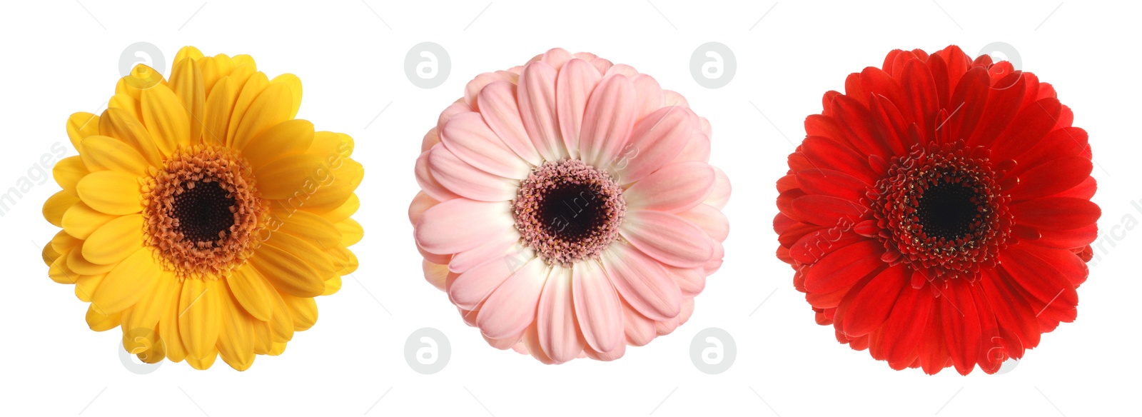 Image of Three beautiful gerbera flowers isolated on white, set