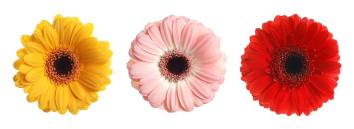 Three beautiful gerbera flowers isolated on white, set