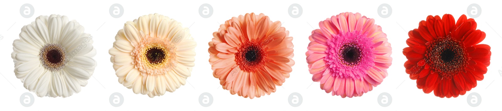 Image of Many beautiful gerbera flowers isolated on white, set