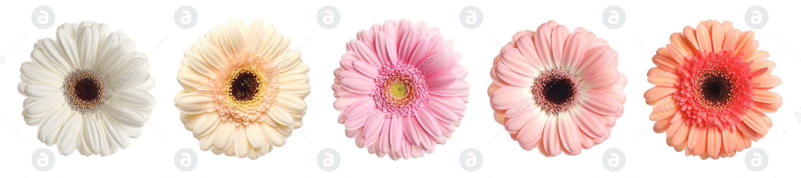 Image of Many beautiful gerbera flowers isolated on white, set