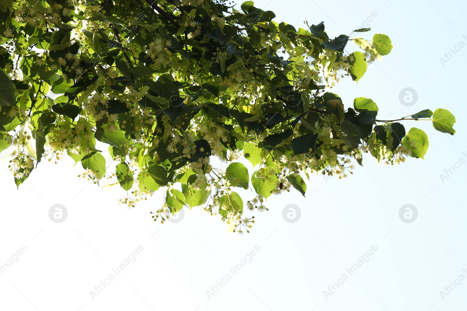 Photo of Beautiful linden tree with blossoms and green leaves against blue sky