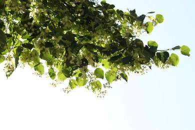 Photo of Beautiful linden tree with blossoms and green leaves against blue sky