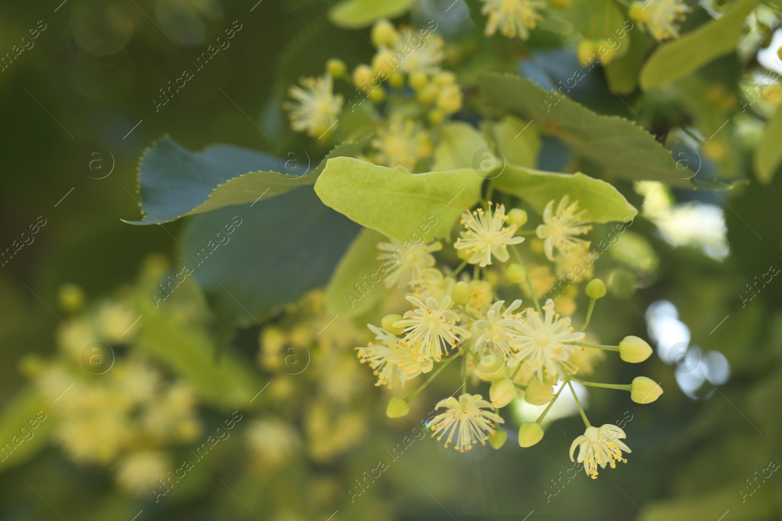 Photo of Beautiful linden tree with blossoms and green leaves outdoors, closeup