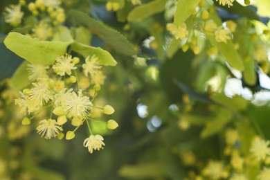 Photo of Beautiful linden tree with blossoms and green leaves outdoors, closeup. Space for text