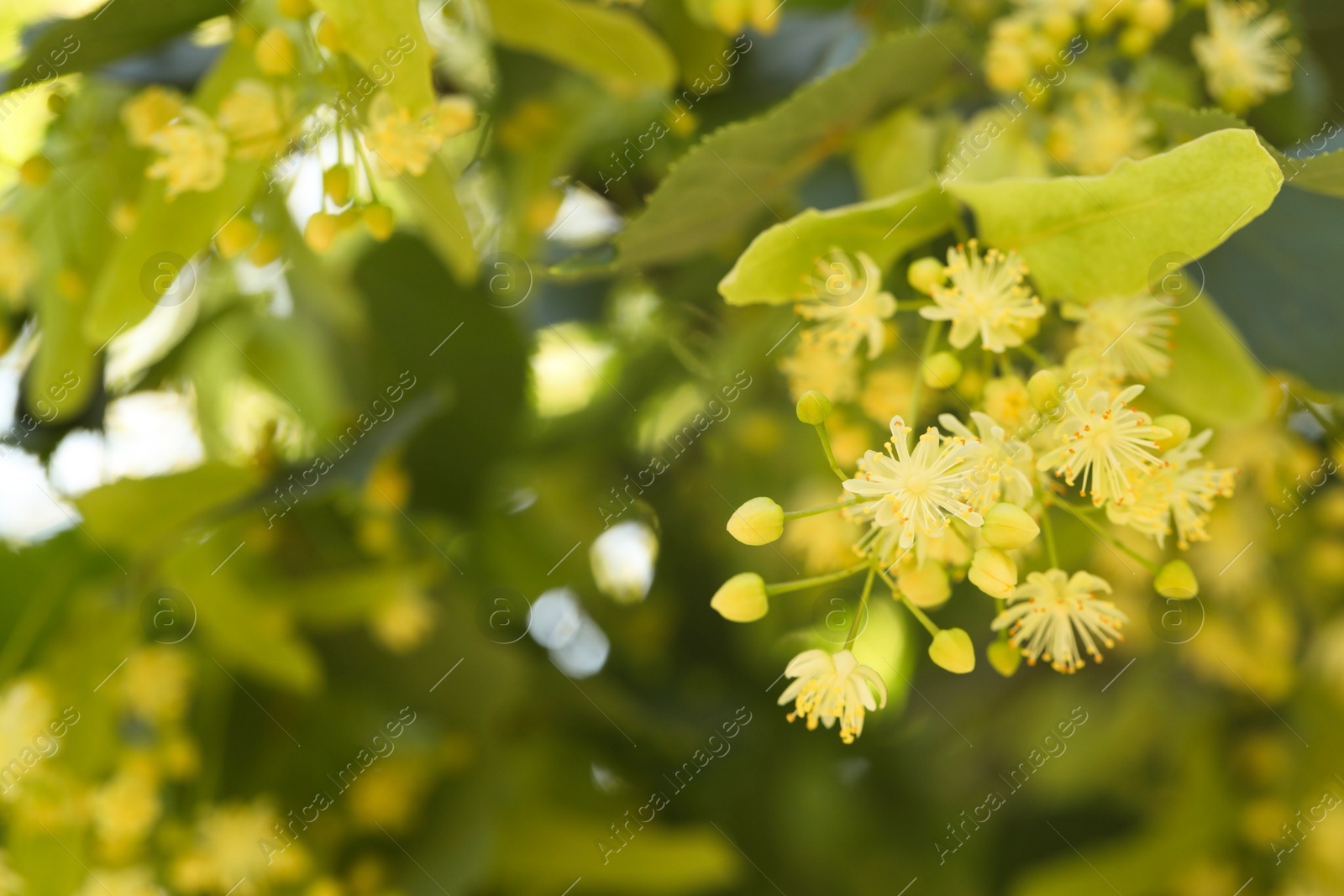 Photo of Beautiful linden tree with blossoms and green leaves outdoors, closeup. Space for text