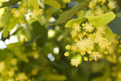 Beautiful linden tree with blossoms and green leaves outdoors, closeup. Space for text