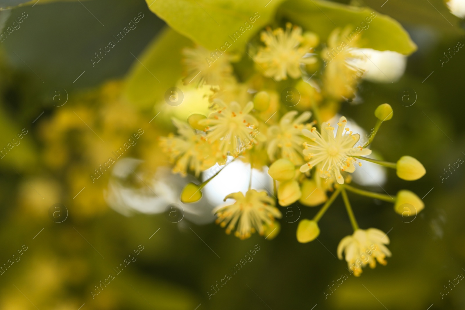 Photo of Beautiful linden tree with blossoms and green leaves outdoors, closeup