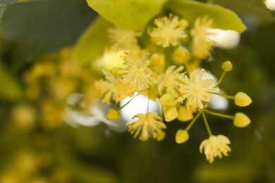 Photo of Beautiful linden tree with blossoms and green leaves outdoors, closeup