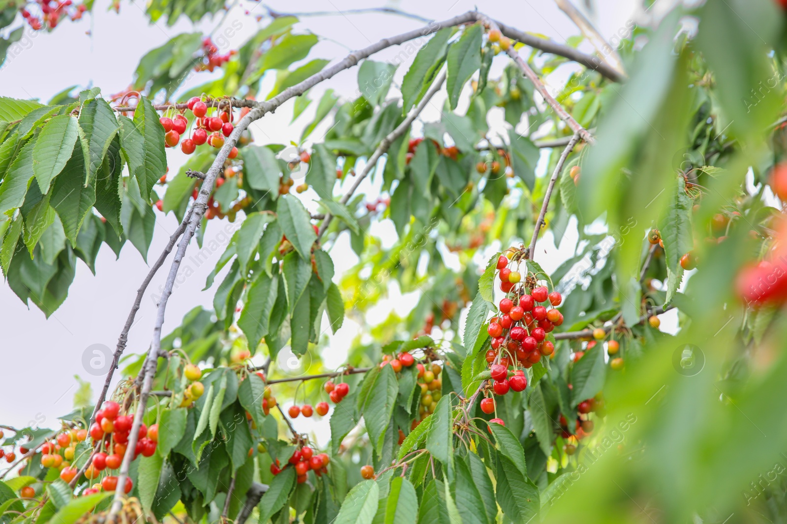 Photo of Cherry tree with green leaves and ripe berries growing outdoors