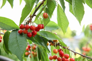 Photo of Cherry tree with green leaves and ripe berries growing outdoors