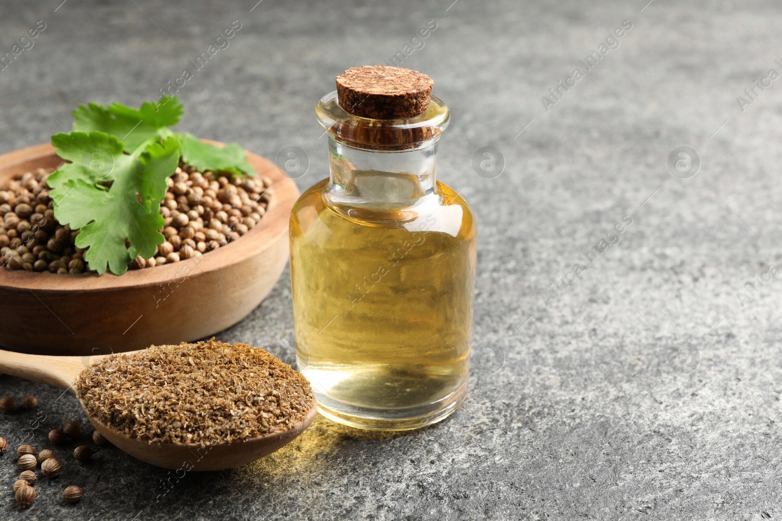 Photo of Coriander essential oil, powder, seeds and green leaves on grey table, space for text