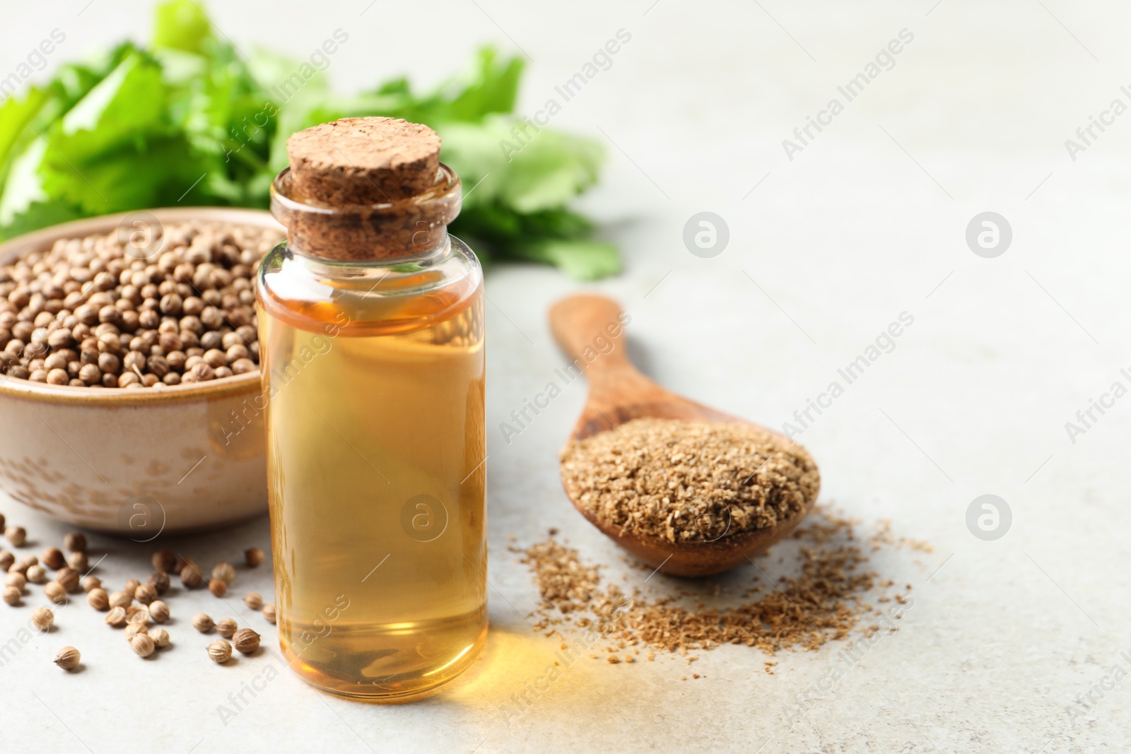 Photo of Coriander essential oil, powder and seeds on light grey table