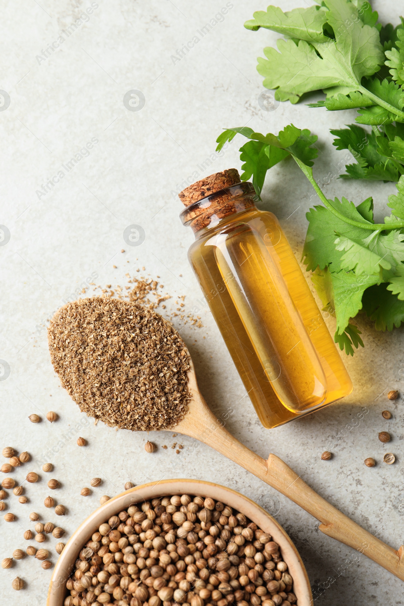 Photo of Coriander essential oil, powder, seeds and green leaves on light grey table, flat lay