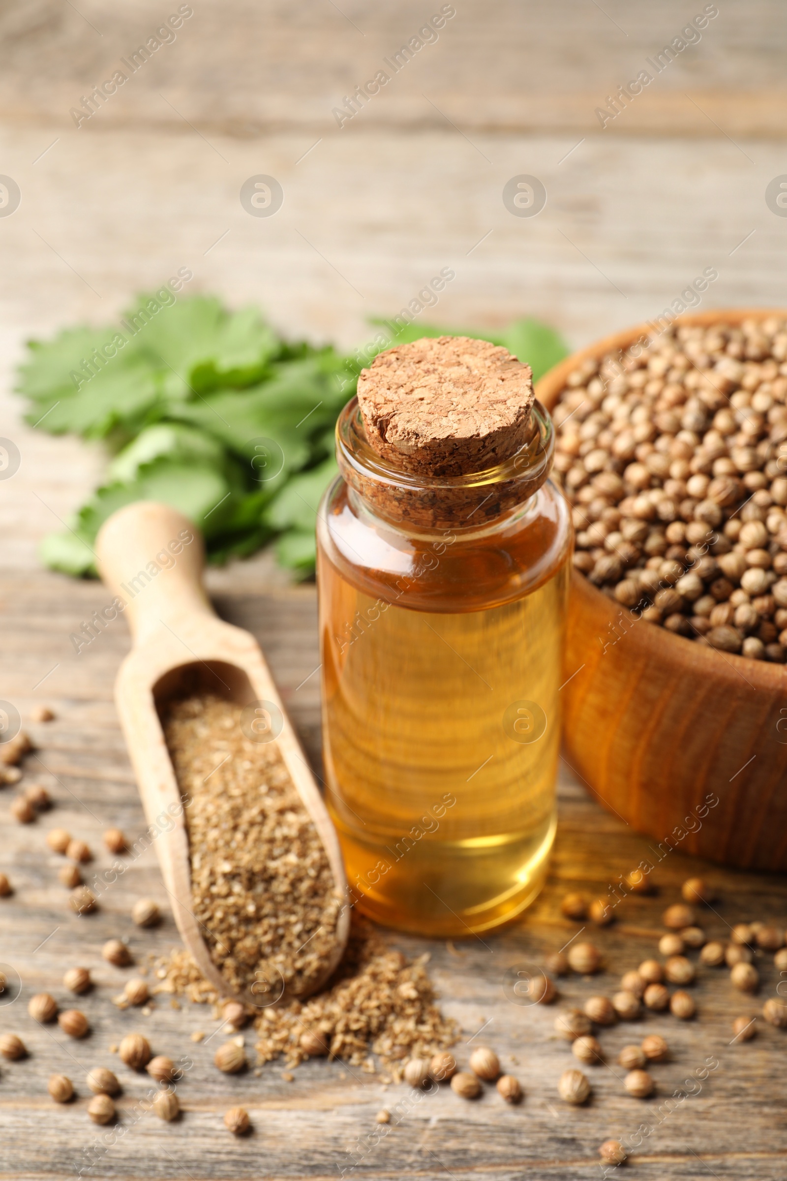 Photo of Coriander essential oil, powder, seeds and green leaves on wooden table