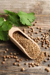 Coriander powder in scoop, seeds and green leaves on wooden table