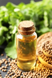 Coriander essential oil, seeds and green leaves on table, closeup