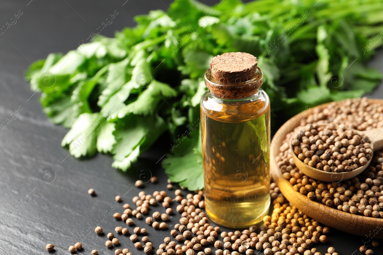 Photo of Coriander essential oil, seeds and green leaves on black table