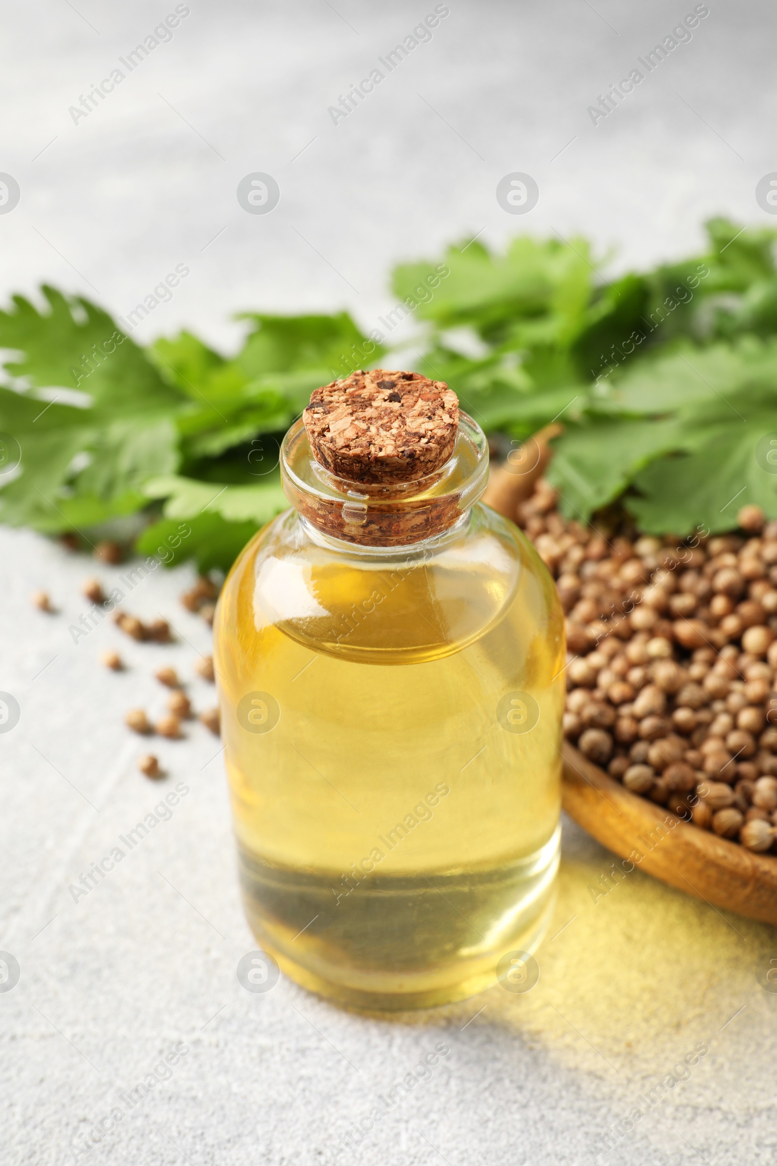 Photo of Coriander essential oil, seeds and green leaves on light grey table