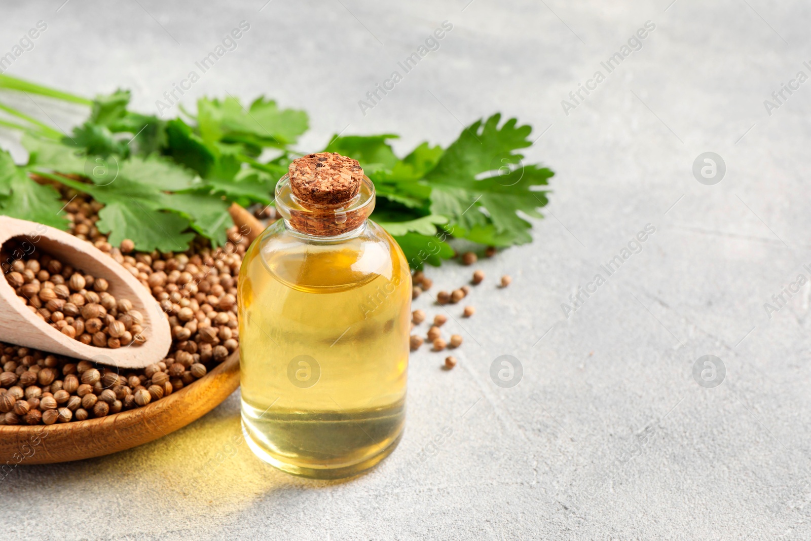 Photo of Coriander essential oil, seeds and green leaves on light grey table, space for text