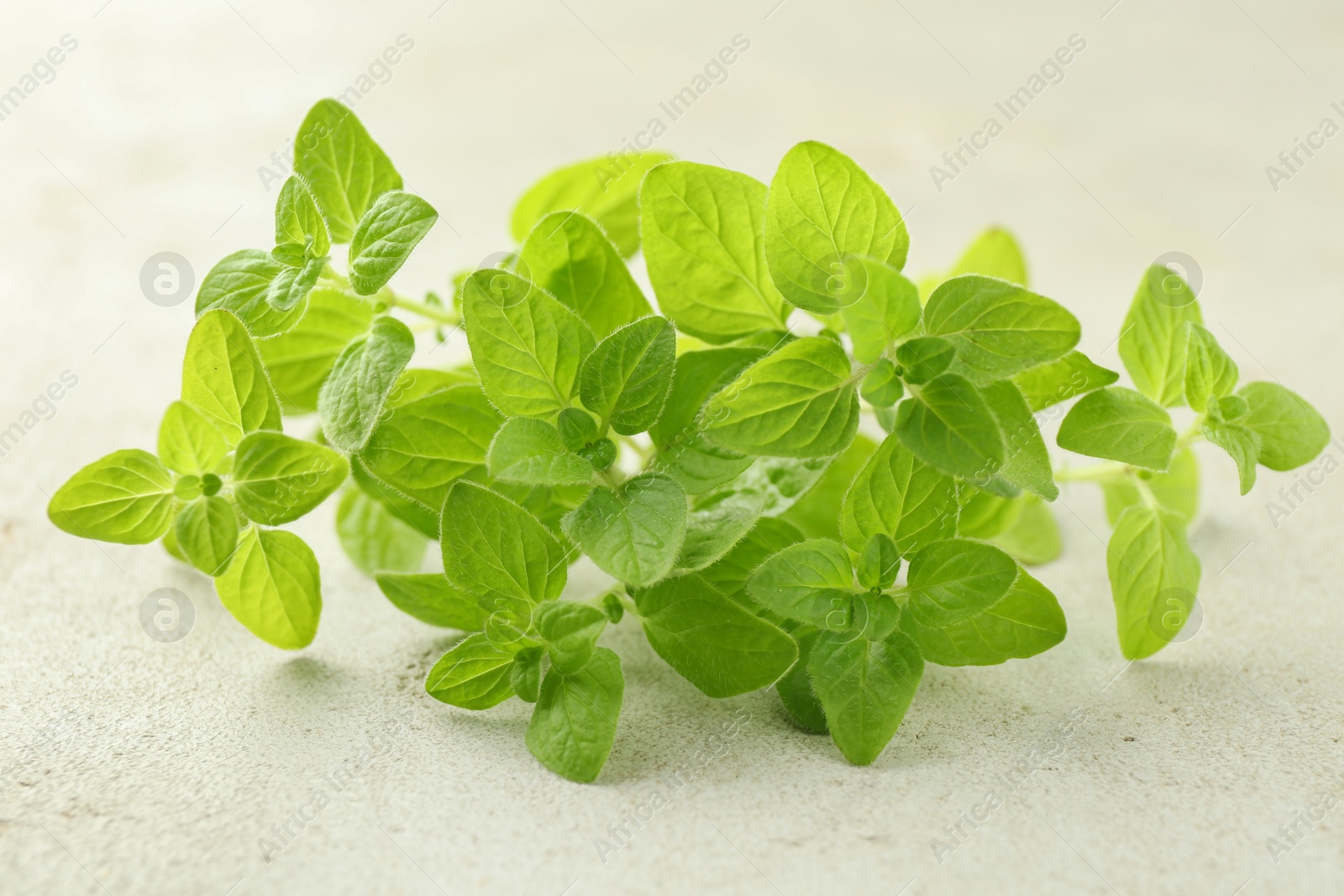 Photo of Sprigs of fresh green oregano on light textured table, closeup