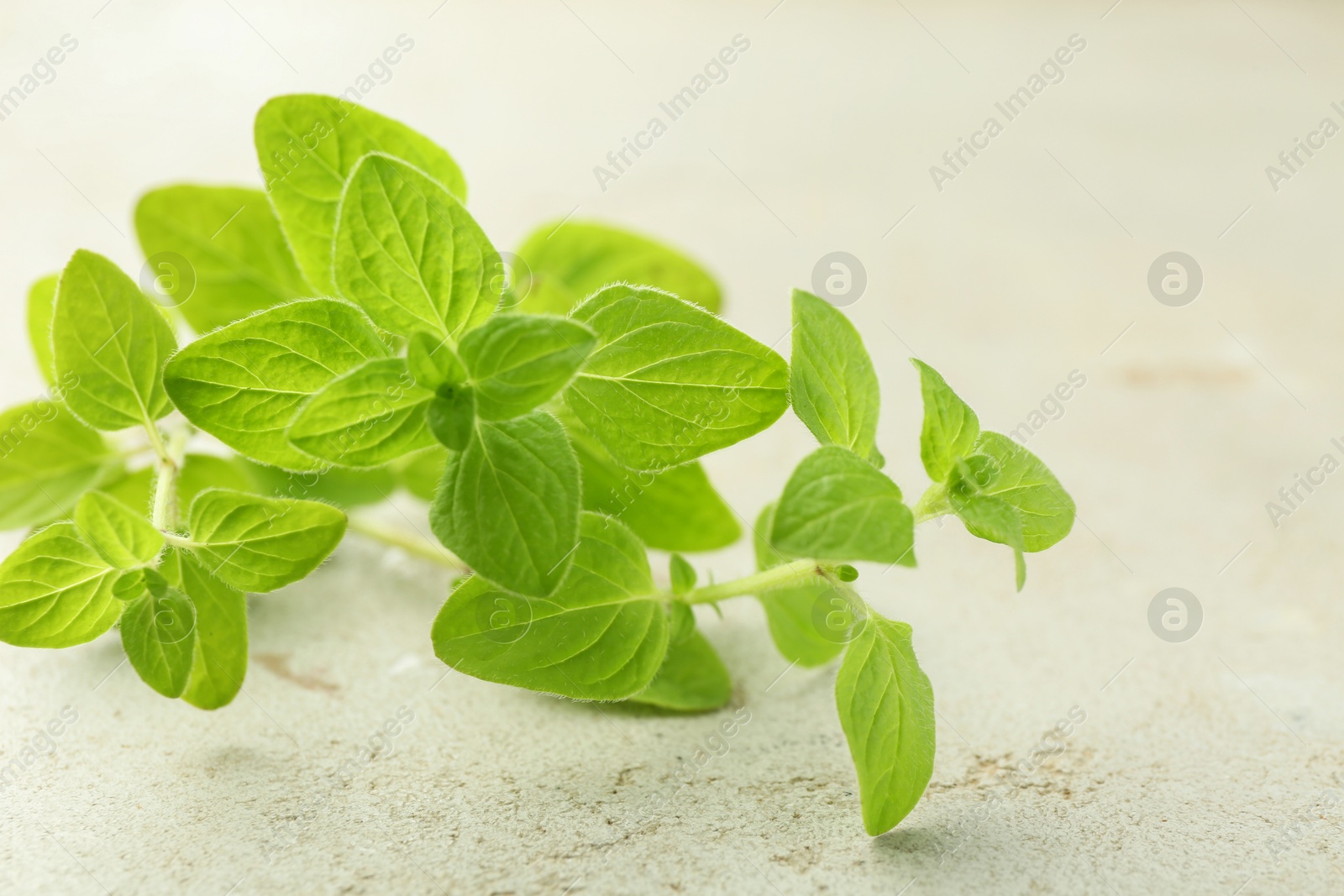 Photo of Sprigs of fresh green oregano on light textured table, closeup