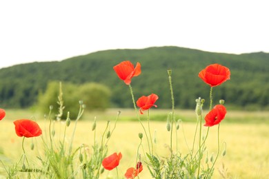 Beautiful red poppy flowers growing in field